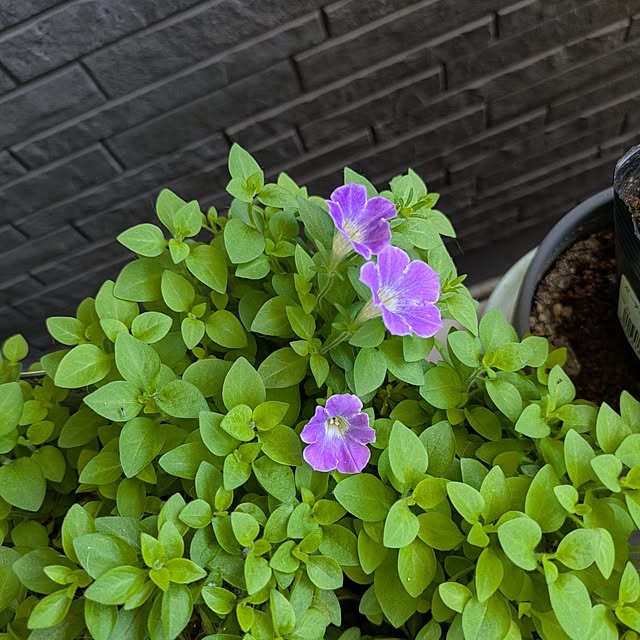 minnieさんの部屋