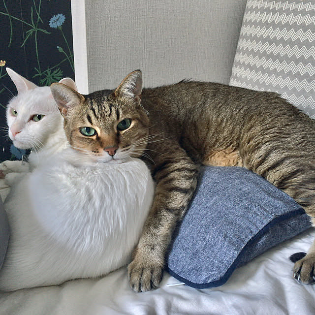 tokotokoさんの実例写真