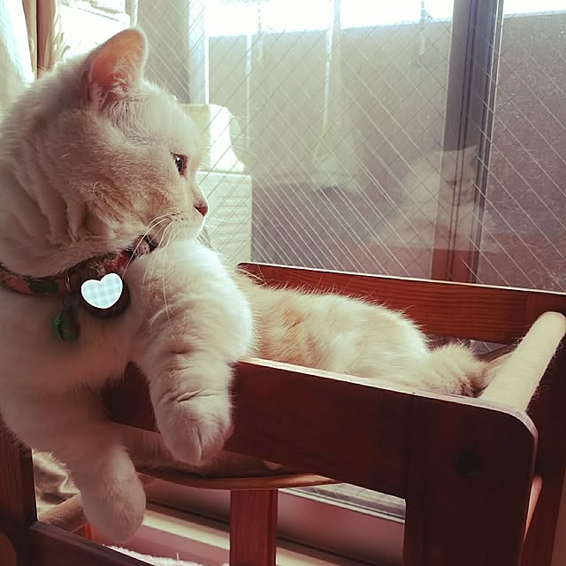 6catsさんの実例写真