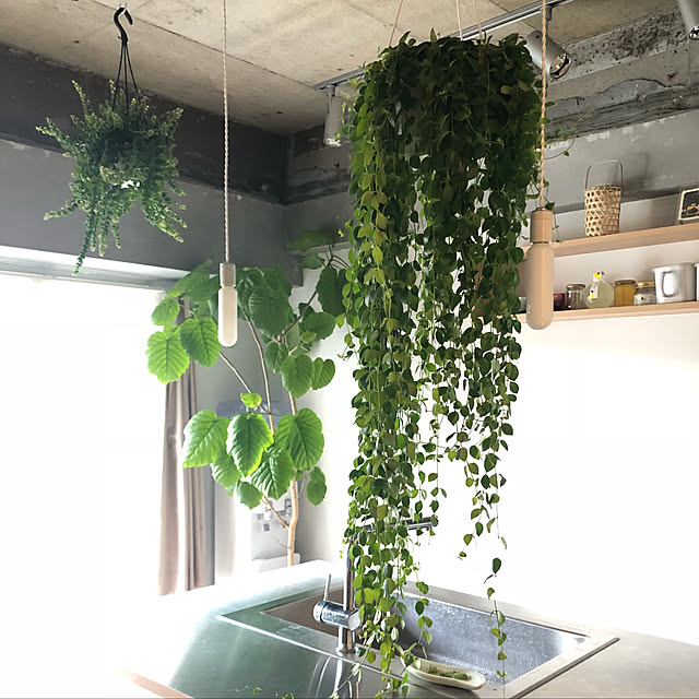 観葉植物/キッチンのインテリア実例 - 2019-03-29 21:37:48