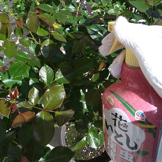 odecomaikoさんの部屋
