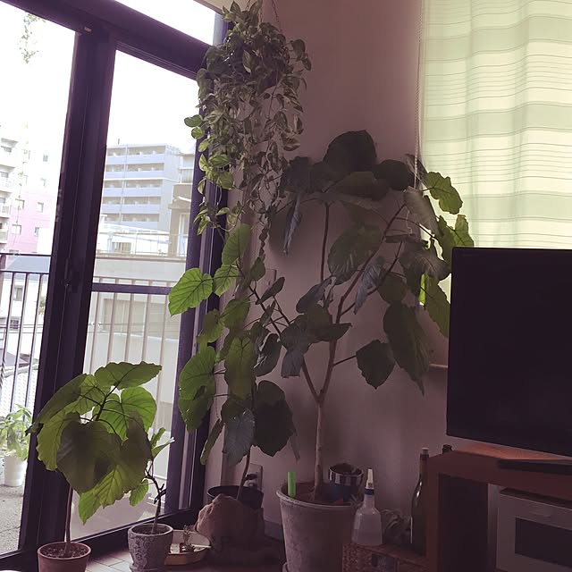 Moenaさんの実例写真