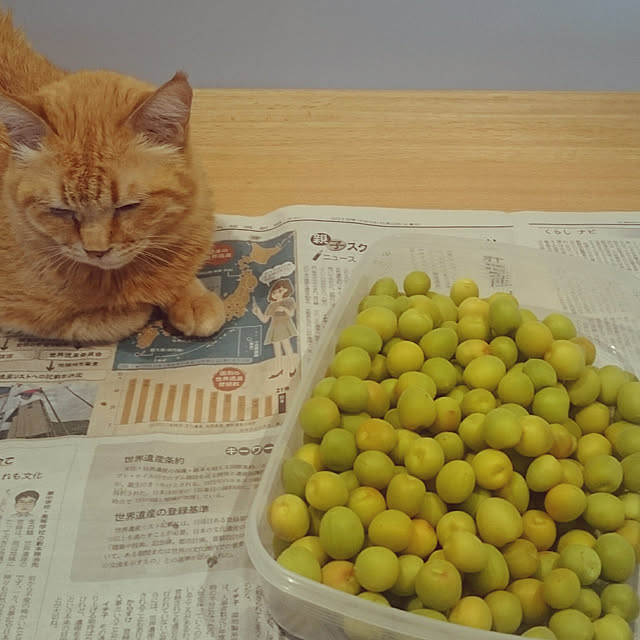 hanacocoさんの実例写真