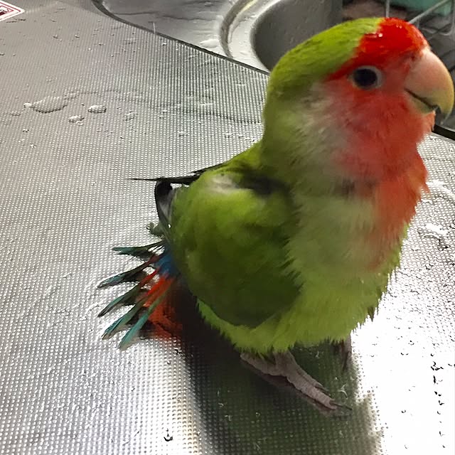toratanさんの実例写真