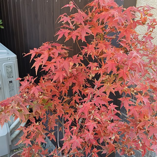 Hitomiさんの実例写真