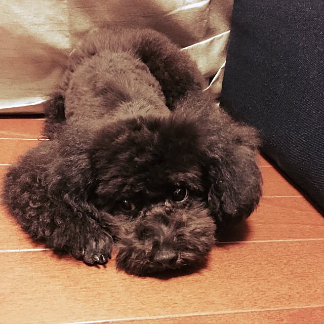 gousetsuさんの実例写真