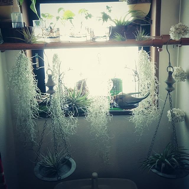 バス/トイレ/植物/一人暮らし/観葉植物のインテリア実例 - 2015-02-15 01:29:42