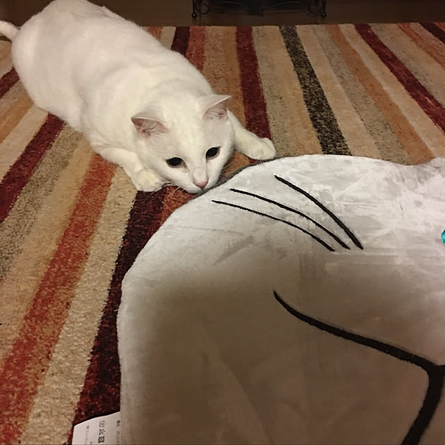 tekokaasanさんの実例写真