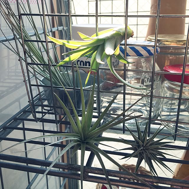 ayaco_cucirinaさんの実例写真