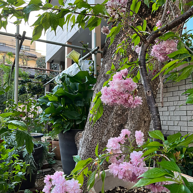 botanさんの実例写真