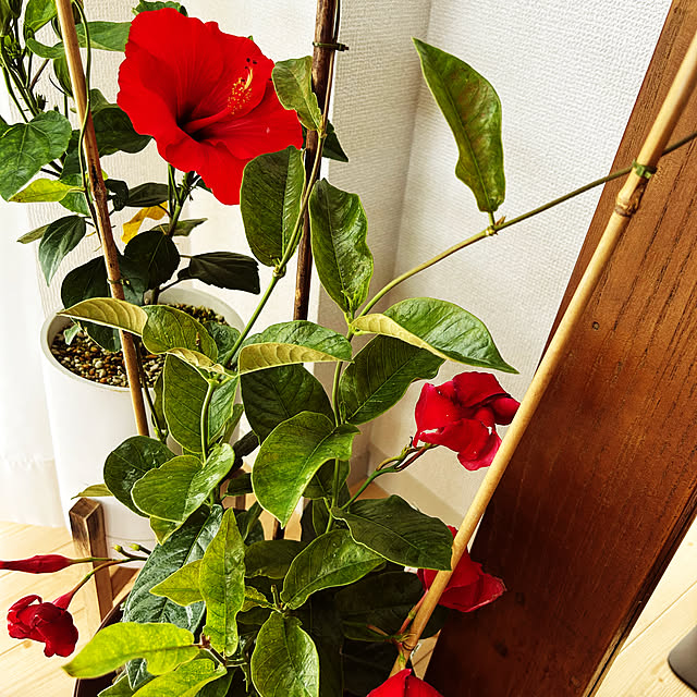 nee_roomさんの部屋