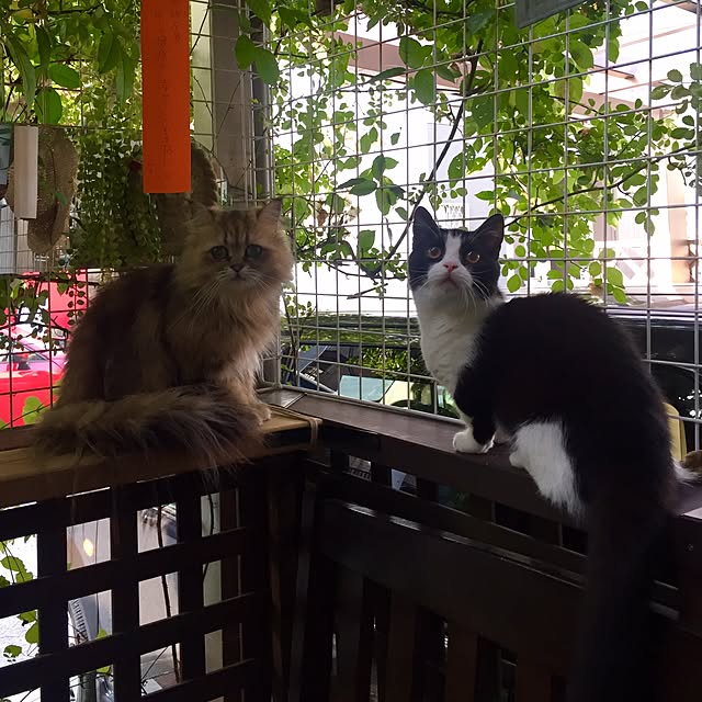 butachanさんの実例写真