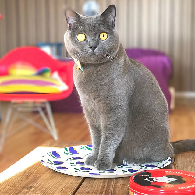 aoi_kinokoさんの実例写真