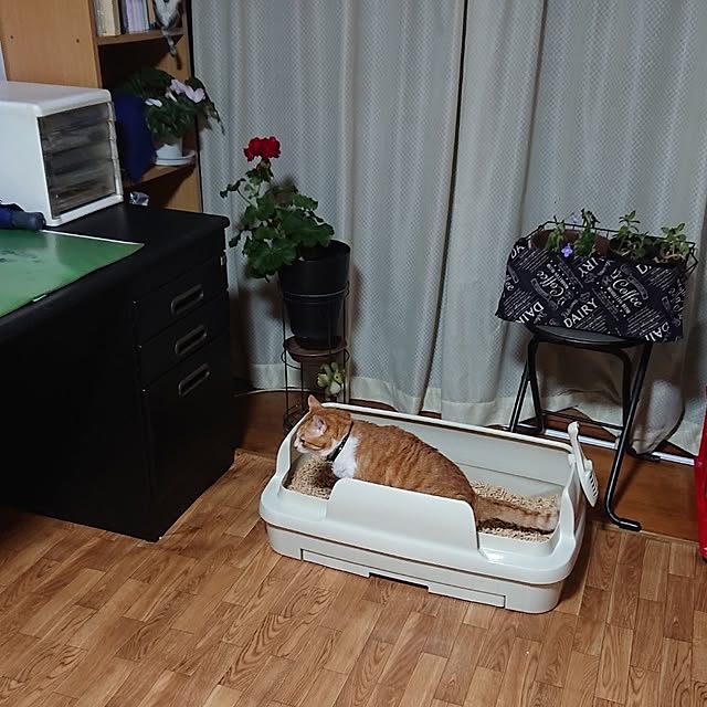 NOAHさんの実例写真