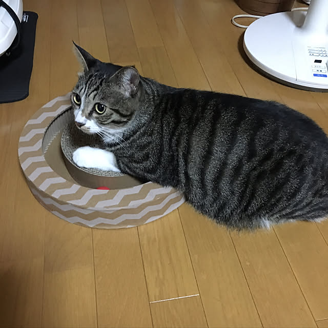 kimikimiさんの実例写真