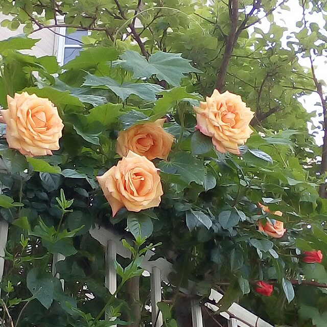 mariagardenさんの実例写真