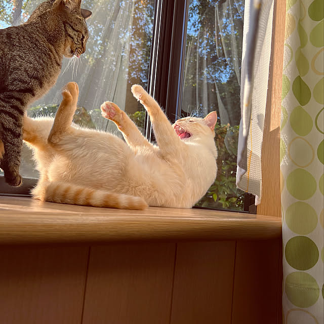 mohhaさんの実例写真