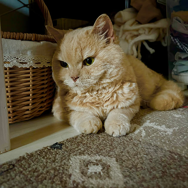 naokoさんの実例写真