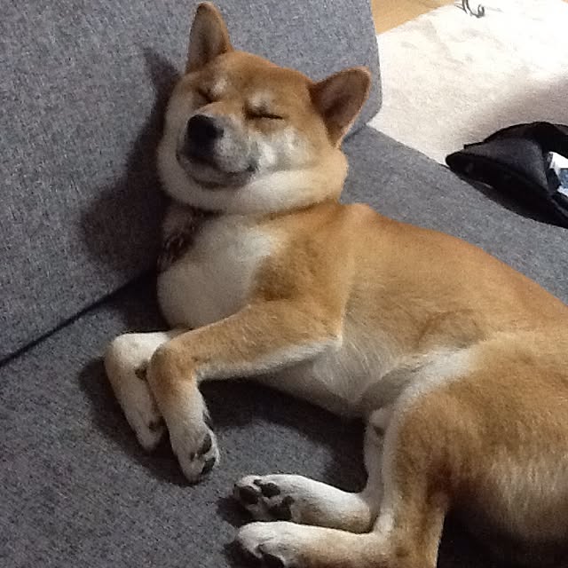 kotaさんの実例写真