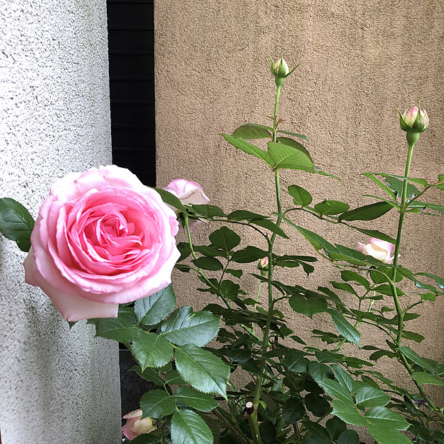 fumikoiさんの実例写真