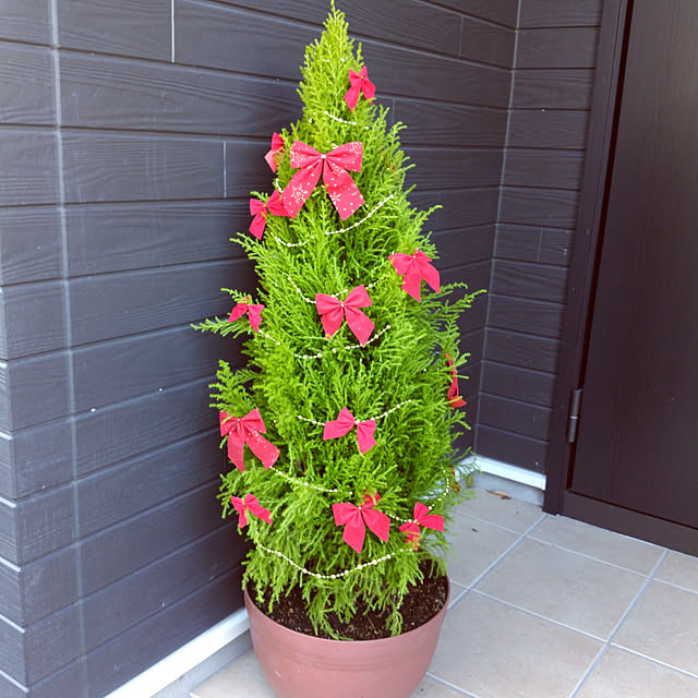 玄関/入り口/クリスマス/ツリー/ダイソー/観葉植物のインテリア実例 - 2017-11-12 15:28:29