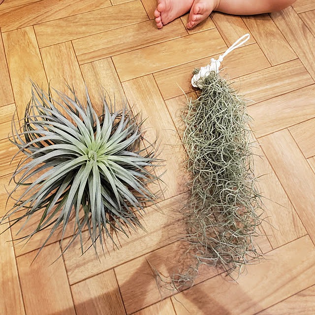 calif84さんの実例写真