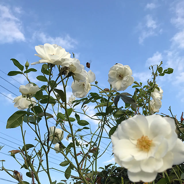 TOROさんの実例写真