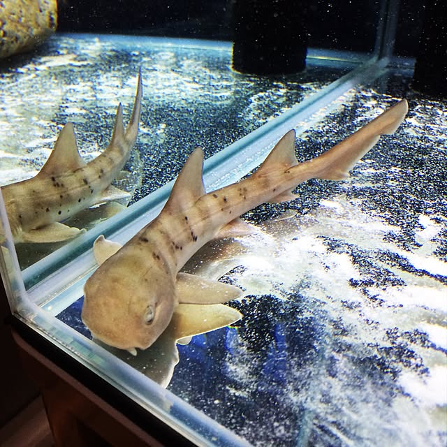 mtさんの実例写真
