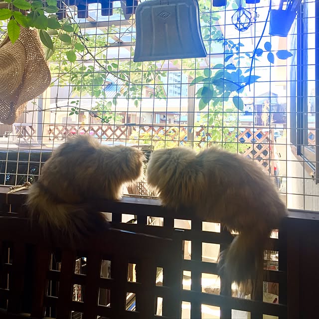 butachanさんの実例写真