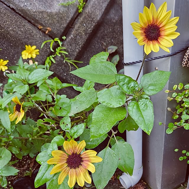 mocomocoさんの部屋