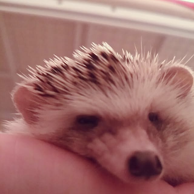 kuruさんの実例写真