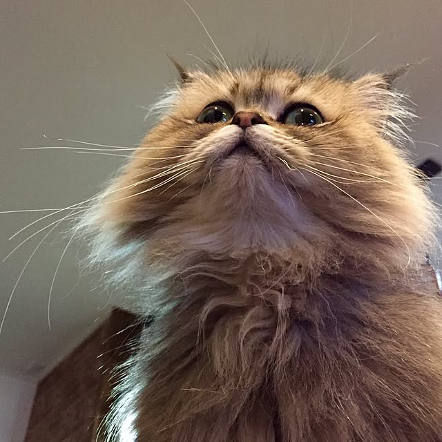 butachanさんの実例写真
