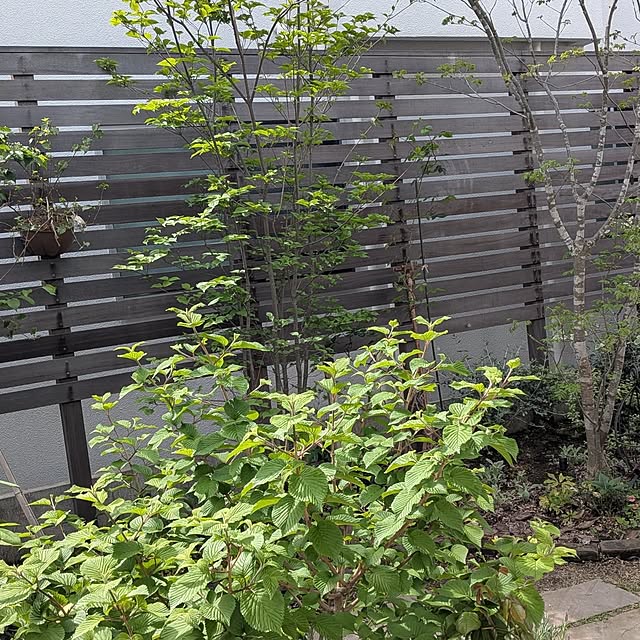 nolleyさんの実例写真