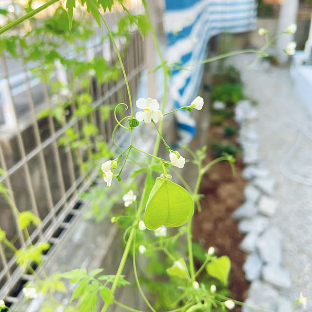 fumofumoさんの実例写真