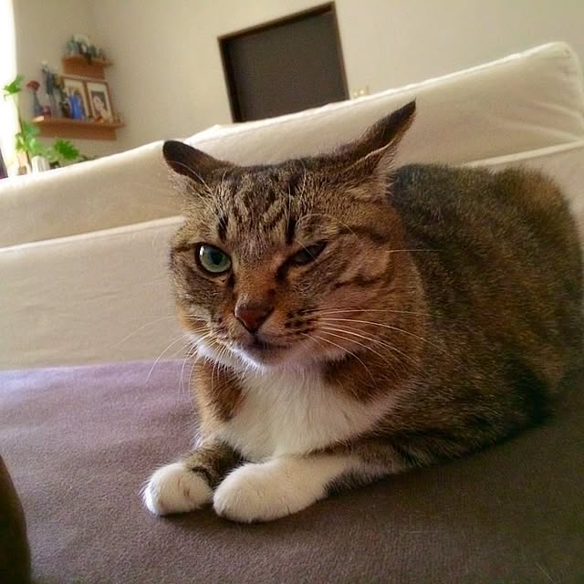 haruさんの実例写真