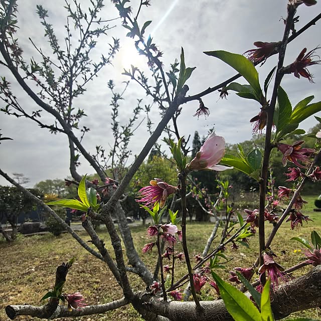 Rubiconさんの実例写真