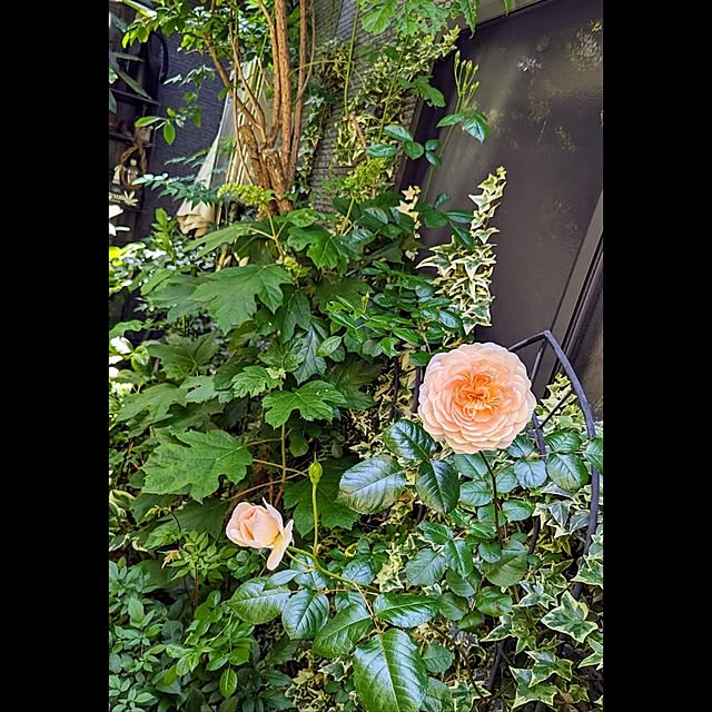 aromameさんの部屋