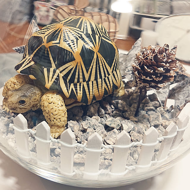 Soltさんの実例写真