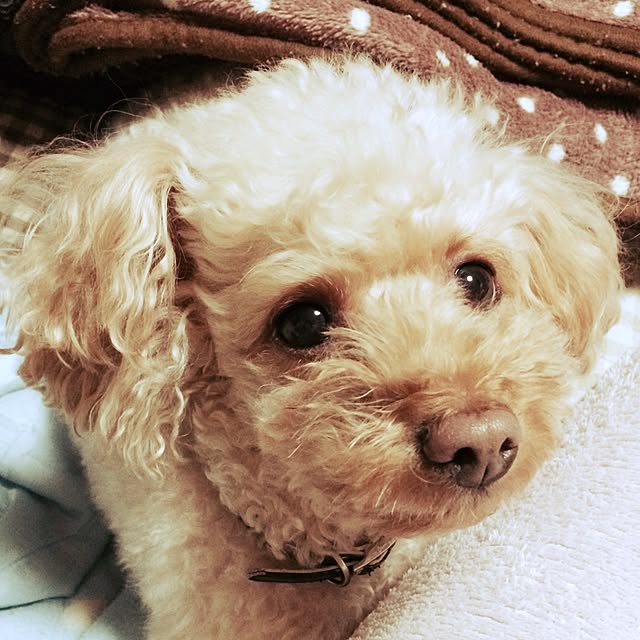 mapleさんの実例写真