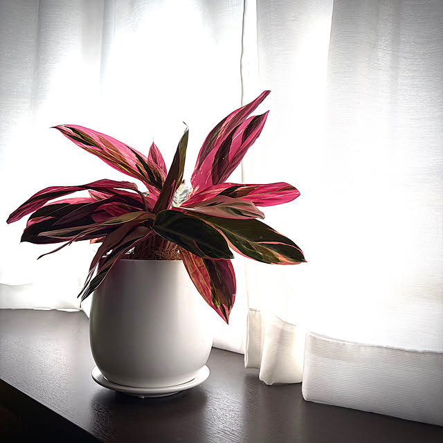 extremeJiaXuさんの部屋