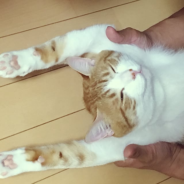 kaihazuさんの実例写真