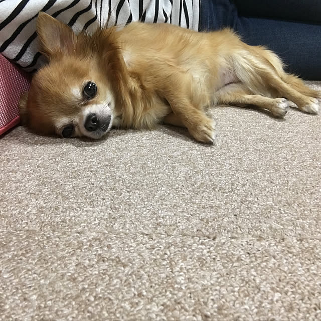 koroさんの実例写真