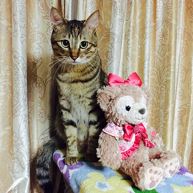MASAさんの実例写真