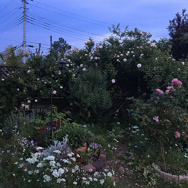 shigimiさんの実例写真