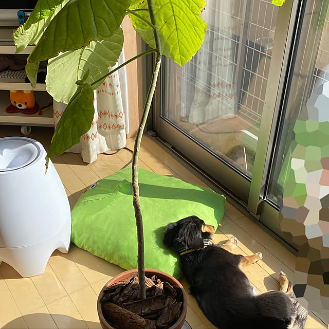 fanciestfancycoさんの実例写真
