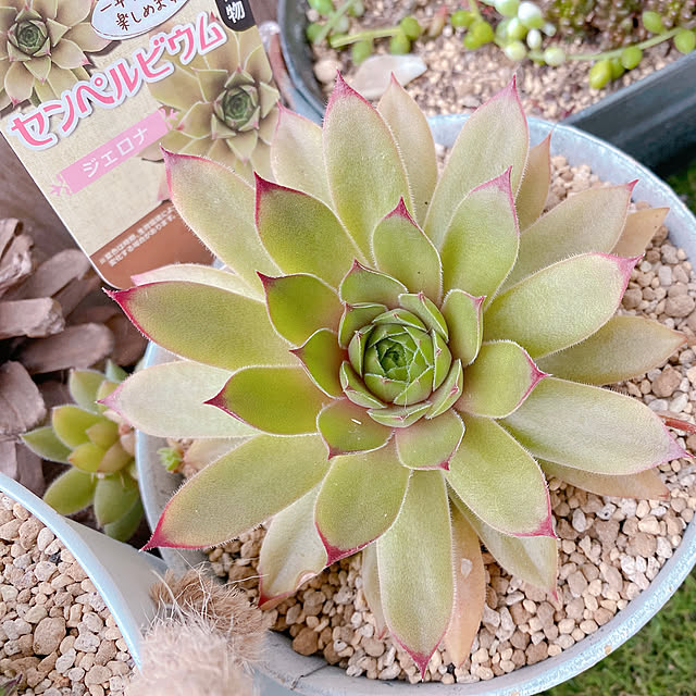 ジエロナ/多肉植物/センペルビウム/多肉植物のある暮らし/玄関/入り口のインテリア実例 - 2021-05-20 19:29:27