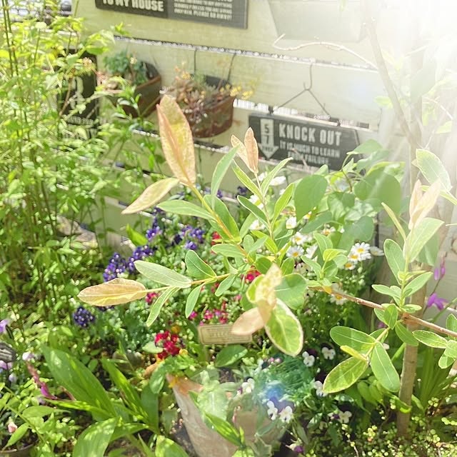 min_nimさんの実例写真