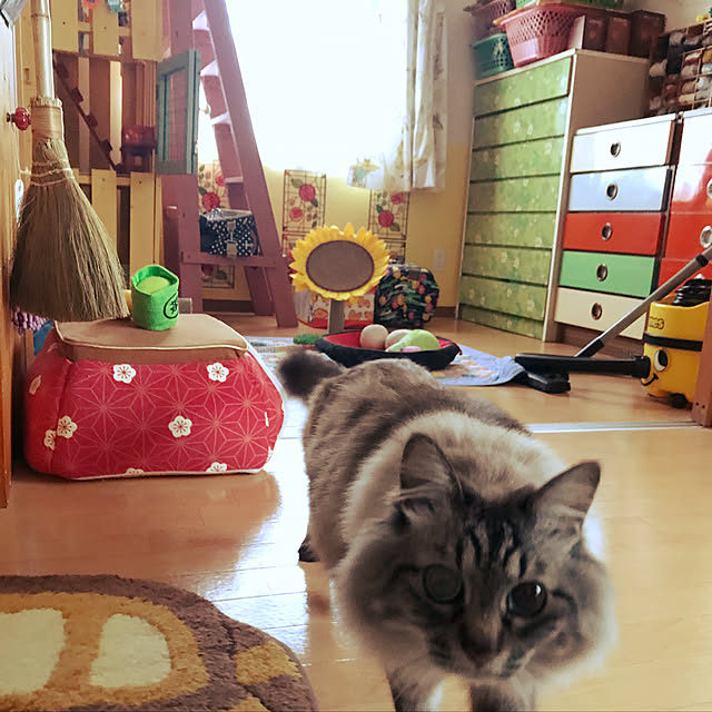 harunatsuakibaさんの実例写真