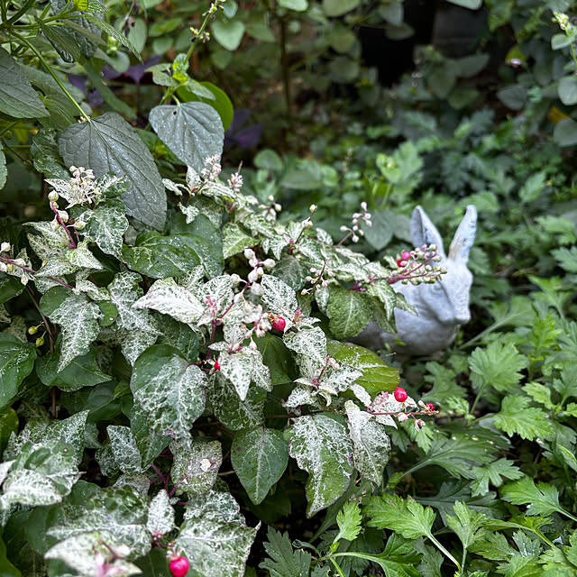 portulacaさんの実例写真