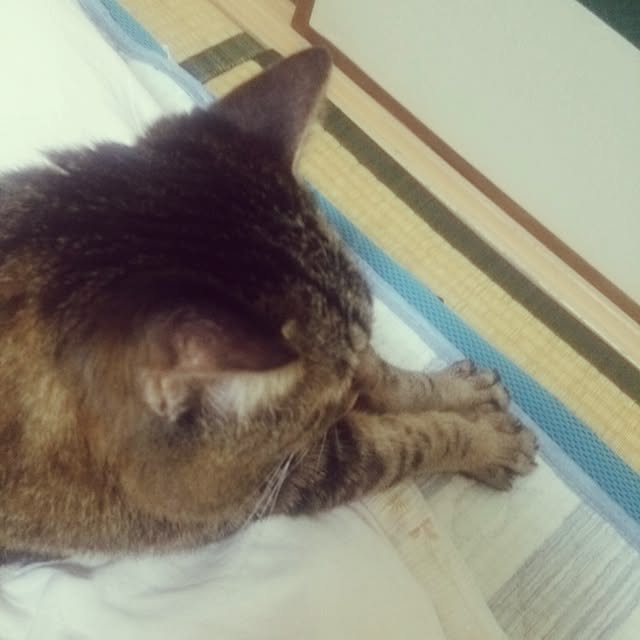 kittenblueさんの実例写真